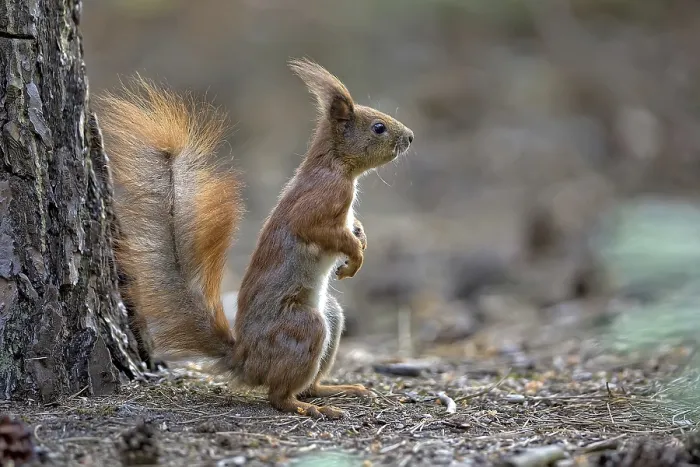 Framed Print : Wild Red Squirrel Print in Forest Landscape Framed Print : Wild Red Squirrel Print in Forest Landscape