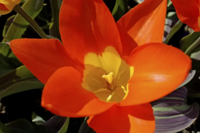Framed Print : Red Tulip from Above Print Framed Print : Red Tulip from Above Print