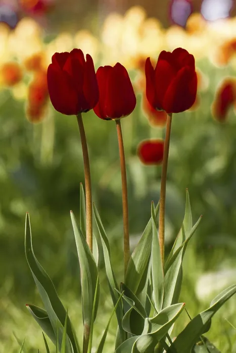 Framed Print : Three Red Tulips Print Framed Print : Three Red Tulips Print