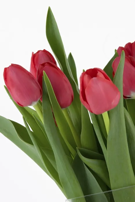 Framed Print : Red Tulips Print Framed Print : Red Tulips Print