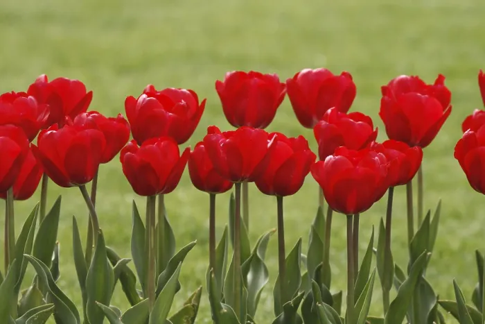 Framed Print : Red Tulip Print Framed Print : Red Tulip Print