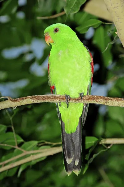 Red-winged Parrot Print, Australia, Captive in Art Prints