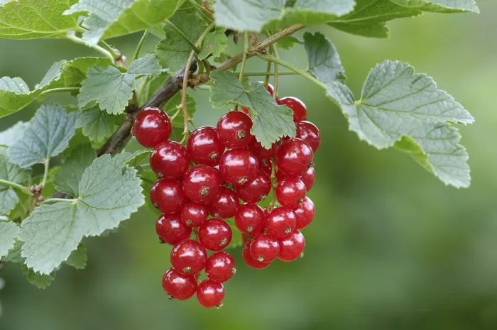 Framed Print : Redcurrant, Ribes rubrum Print Framed Print : Redcurrant, Ribes rubrum Print