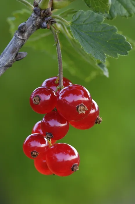 Framed Print : Redcurrant, Ribes rubrum Print Framed Print : Redcurrant, Ribes rubrum Print