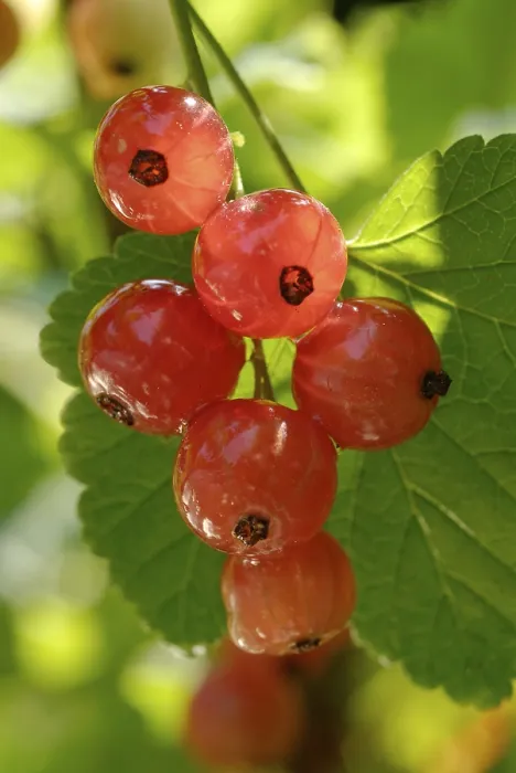 Framed Print : Redcurrant Ribes rubrum Print Framed Print : Redcurrant Ribes rubrum Print