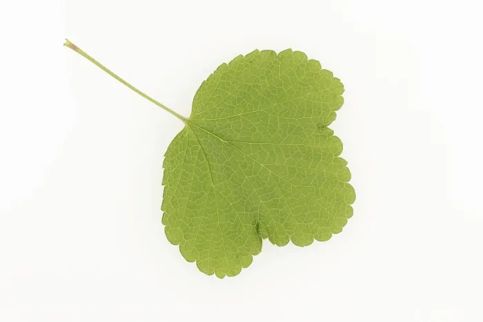 Framed Print : Redcurrant Leaf Print on White Background Framed Print : Redcurrant Leaf Print on White Background