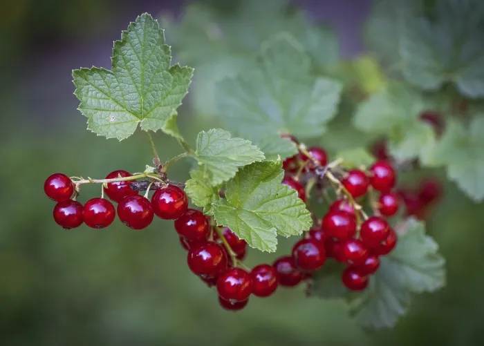 Framed Print : Redcurrant (Ribes rubrum) Print, Stuttgart, Germany Framed Print : Redcurrant (Ribes rubrum) Print, Stuttgart, Germany