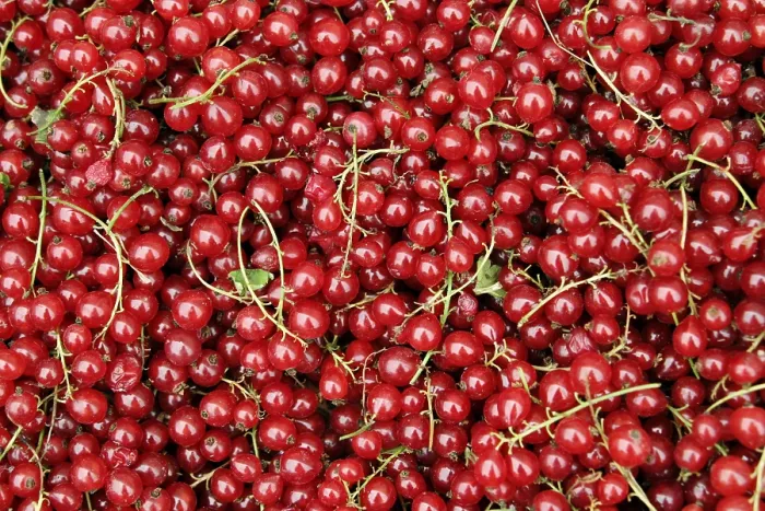 Framed Print : Redcurrants Print - Fresh Fruit on Bush Framed Print : Redcurrants Print - Fresh Fruit on Bush
