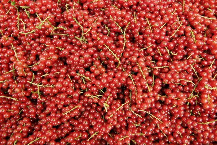 Framed Print : Redcurrants Print - Fresh Fruit on Bush Framed Print : Redcurrants Print - Fresh Fruit on Bush