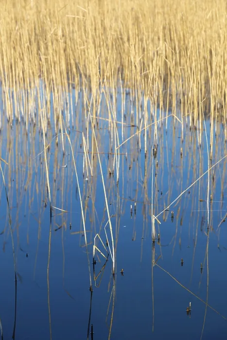 Framed Print : Reed Blades Reflected Print, Mritz National Park, Germany Framed Print : Reed Blades Reflected Print, Mritz National Park, Germany