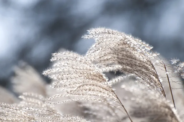 Framed Print : Reed, Backlit Print Framed Print : Reed, Backlit Print