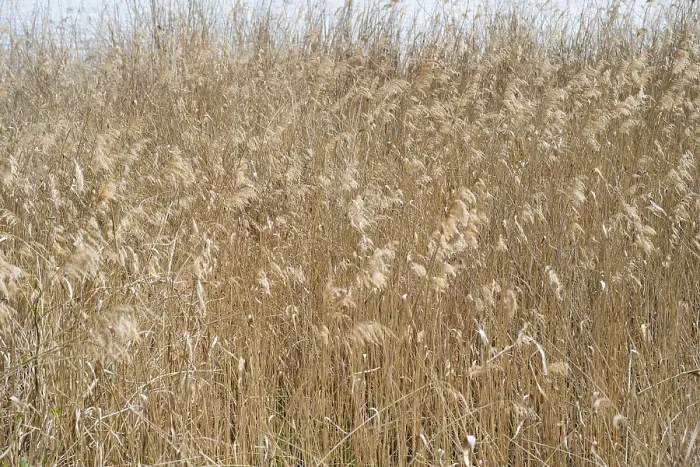 Framed Print : Phragmites australis Reed Print, Full Format