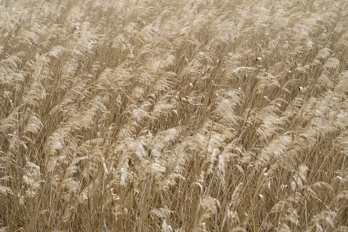 Framed Print : Phragmites australis Print - Reed, Full Format Framed Print : Phragmites australis Print - Reed, Full Format