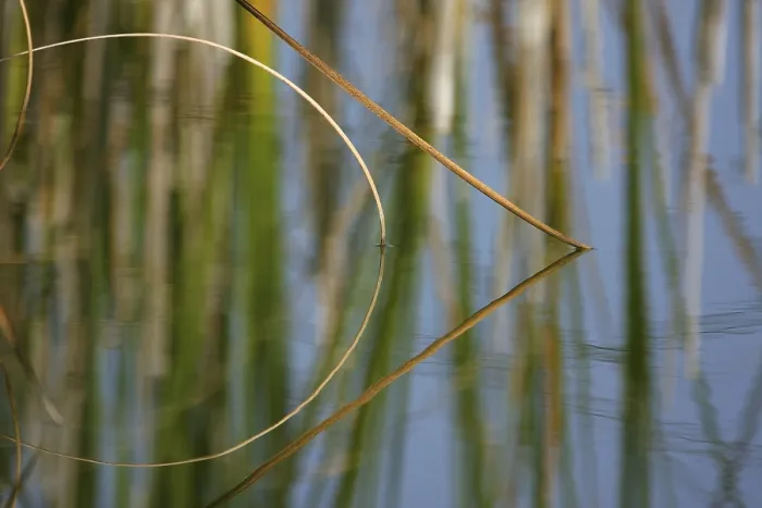 Framed Print : Reeds Reflected on Lake Print Framed Print : Reeds Reflected on Lake Print