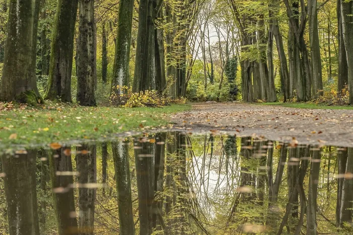 Framed Print : Reflection of an Avenue of Trees Print Framed Print : Reflection of an Avenue of Trees Print