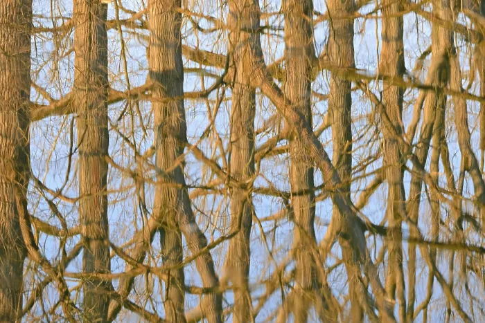 Framed Print : Deciduous Trees Water Reflection Print, Germany Framed Print : Deciduous Trees Water Reflection Print, Germany