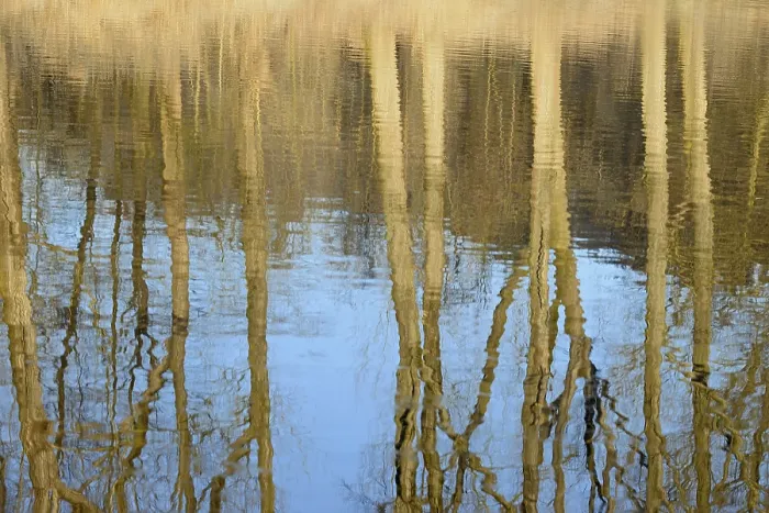 Framed Print : Deciduous Trees Print on Water Surface, Germany Framed Print : Deciduous Trees Print on Water Surface, Germany