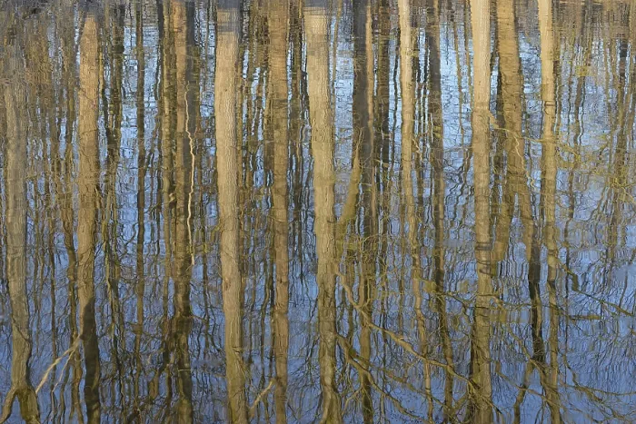 Framed Print : Deciduous Trees Print on Water, Germany Framed Print : Deciduous Trees Print on Water, Germany