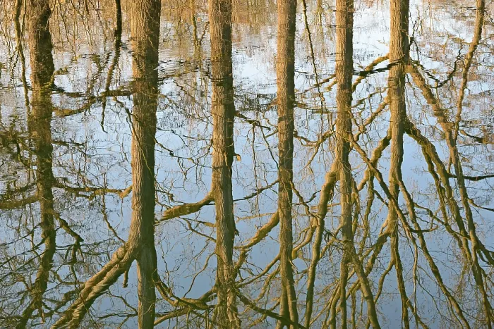 Framed Print : Deciduous Trees Print, North Rhine-Westphalia, Germany Framed Print : Deciduous Trees Print, North Rhine-Westphalia, Germany