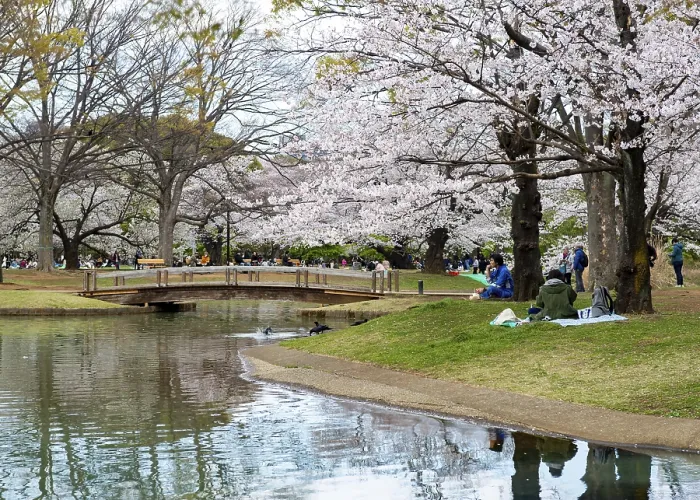 Framed Print : Yoyogi Park Cherry Blossom Reflection Print, Tokyo, Japan