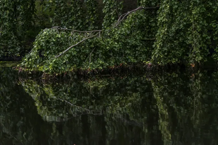 Framed Print : Green Beech Tree Print: River Reflection in a Park Framed Print : Green Beech Tree Print: River Reflection in a Park