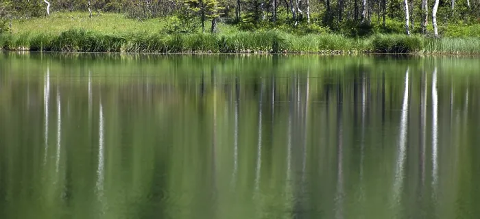 Framed Print : Reflection of Trees in the Lake Print Framed Print : Reflection of Trees in the Lake Print