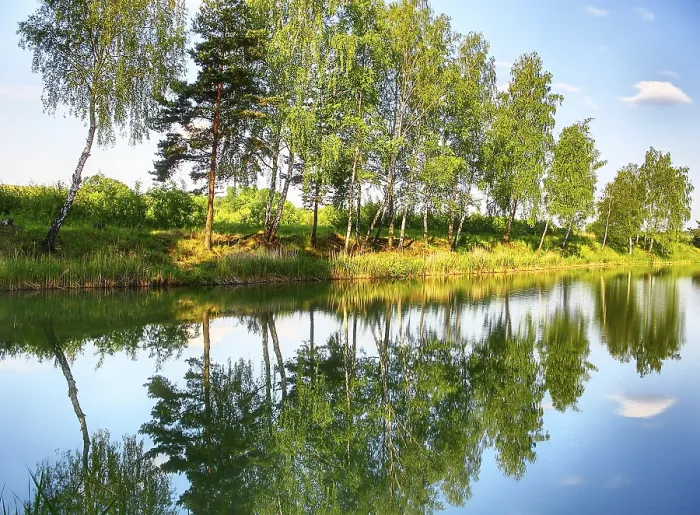 Framed Print : Reflection of Trees in River Print Framed Print : Reflection of Trees in River Print
