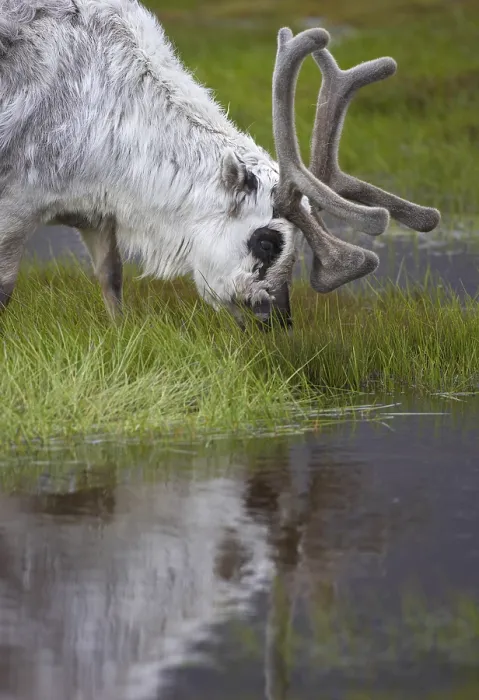 Framed Print : Reindeer Drinking at Water's Edge Print Framed Print : Reindeer Drinking at Water's Edge Print