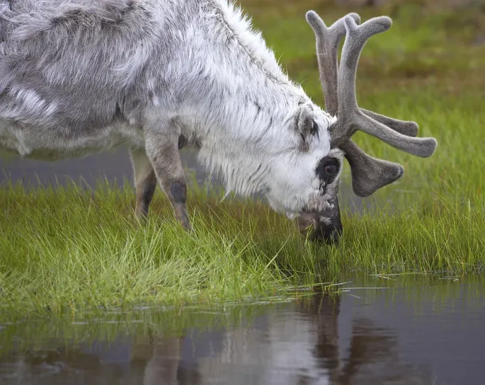 Framed Print : Reindeer Drinking Print Framed Print : Reindeer Drinking Print