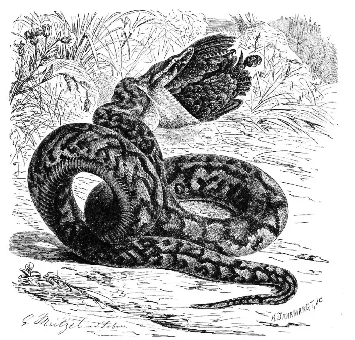 Framed Print : African Rock Python Print