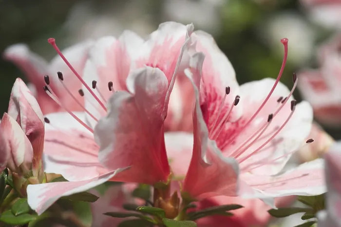 Framed Print : Rhododendron Print in Bloom Framed Print : Rhododendron Print in Bloom