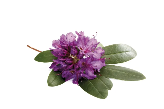 Framed Print : Rhododendron Print in Bloom Framed Print : Rhododendron Print in Bloom
