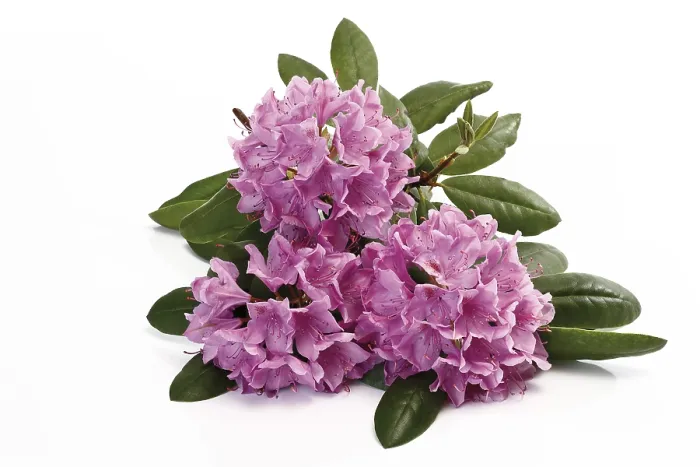 Framed Print : Rhododendron Print in Bloom Framed Print : Rhododendron Print in Bloom