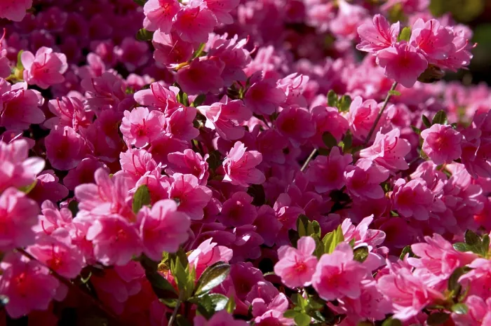 Framed Print : Rhododendron Print in Bloom