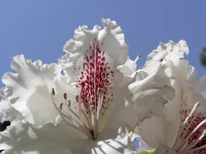 Framed Print : Rhododendron 'Progres' Print Framed Print : Rhododendron 'Progres' Print