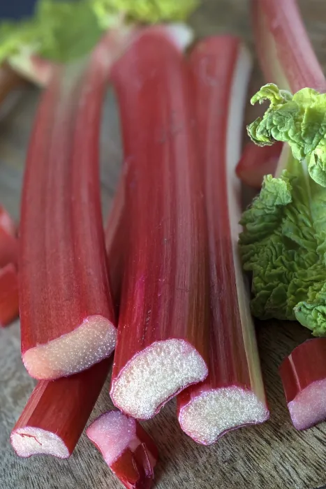 Framed Print : Rhubarb Rhubarb Art Print Framed Print : Rhubarb Rhubarb Art Print