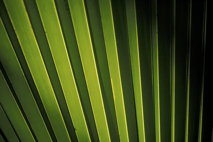 Framed Print : Coco de Mer Palm Leaf Print, Seychelles Framed Print : Coco de Mer Palm Leaf Print, Seychelles