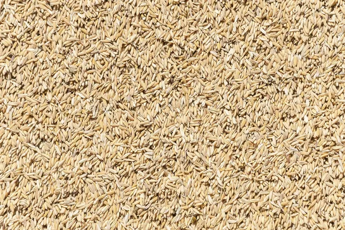 Framed Print : Rice Print by ImageBROKER Framed Print : Rice Print by ImageBROKER