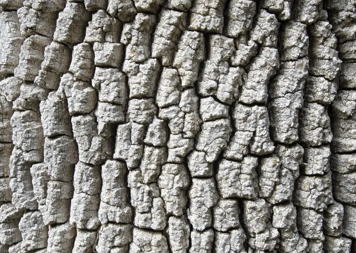 Framed Print : Rind Closeup Print Framed Print : Rind Closeup Print