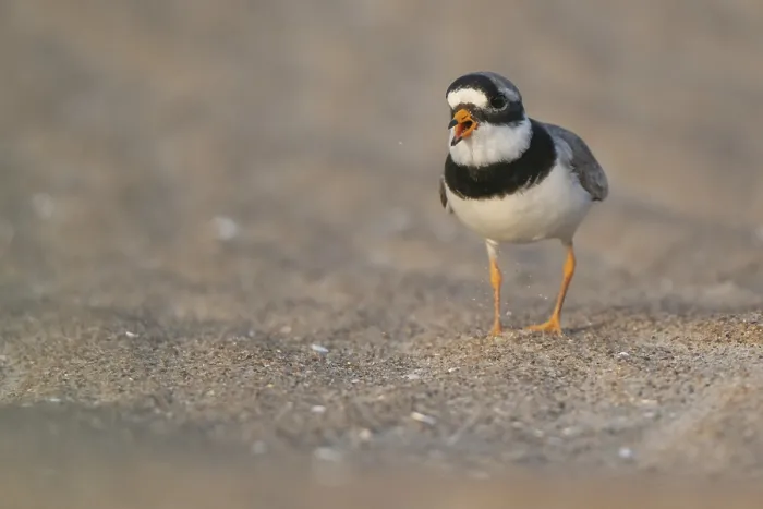 Framed Print : Ringed Plover Print, Male on Beach, Denmark Framed Print : Ringed Plover Print, Male on Beach, Denmark