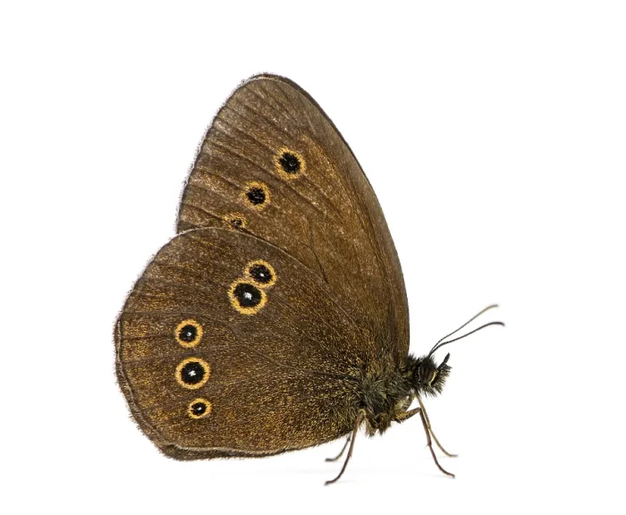 Framed Print : Ringlet Butterfly Print on White Background Framed Print : Ringlet Butterfly Print on White Background