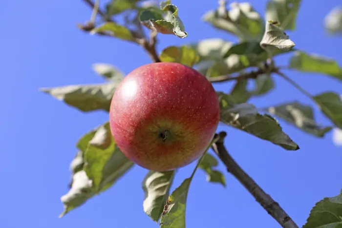 Framed Print : Ripe Apple on the Tree Print