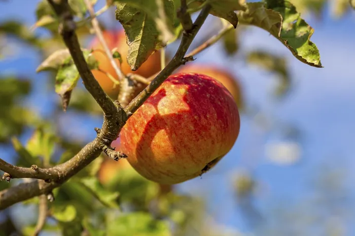 Framed Print : Ripe Apple Print on Tree Branch Framed Print : Ripe Apple Print on Tree Branch