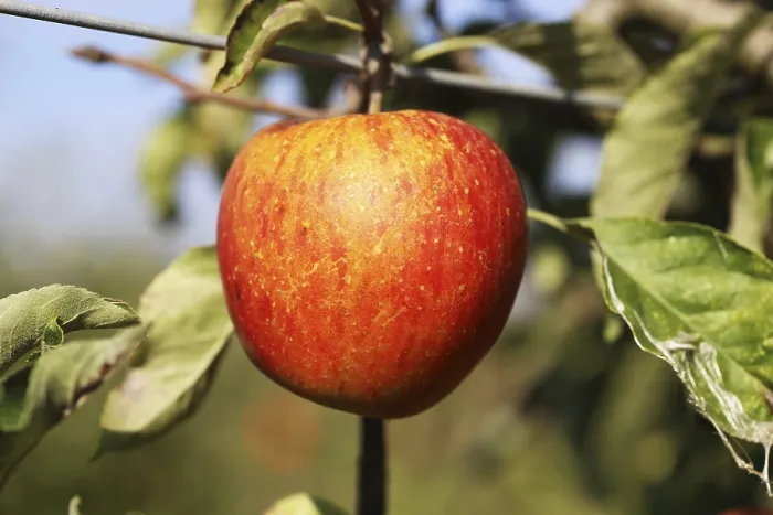Framed Print : Ripe Apple on Tree Print Framed Print : Ripe Apple on Tree Print