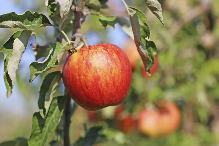 Framed Print : Ripe Apple on the Tree Print Framed Print : Ripe Apple on the Tree Print