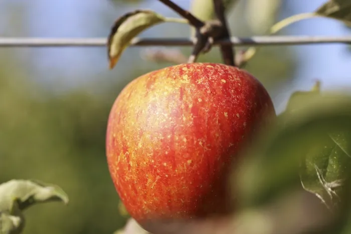 Framed Print : Ripe Apple on the Tree Print Framed Print : Ripe Apple on the Tree Print