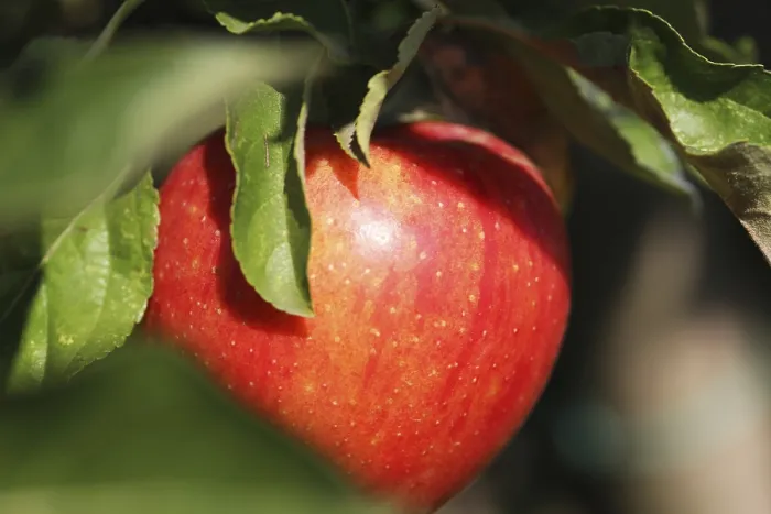 Framed Print : Ripe Apple on Tree Print Framed Print : Ripe Apple on Tree Print