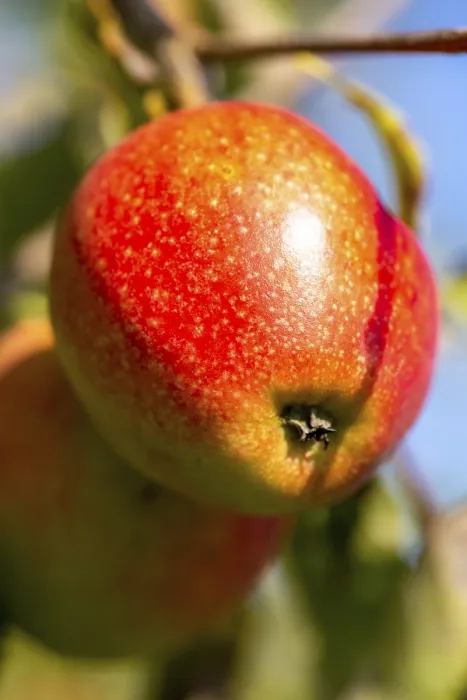 Framed Print : Ripe Apple on Tree Print Framed Print : Ripe Apple on Tree Print