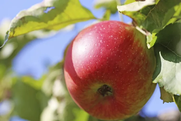 Framed Print : Ripe Apple on the Tree Print Framed Print : Ripe Apple on the Tree Print