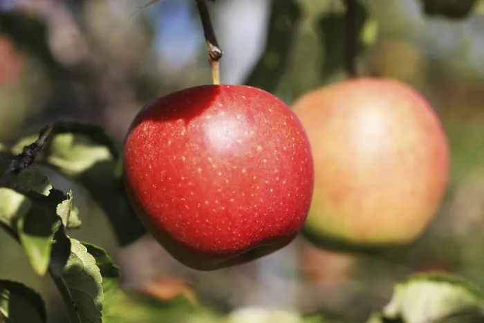 Framed Print : Ripe Apple on the Tree Print Framed Print : Ripe Apple on the Tree Print